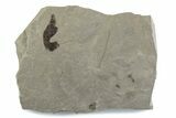 Fossil Balloon Vine (Cardiospermum) Leaf with Ant - Utah #377108-2